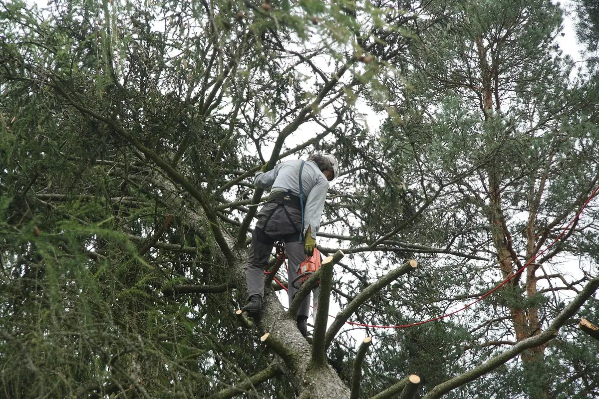 Tree climber standing in a pine tree removing branches